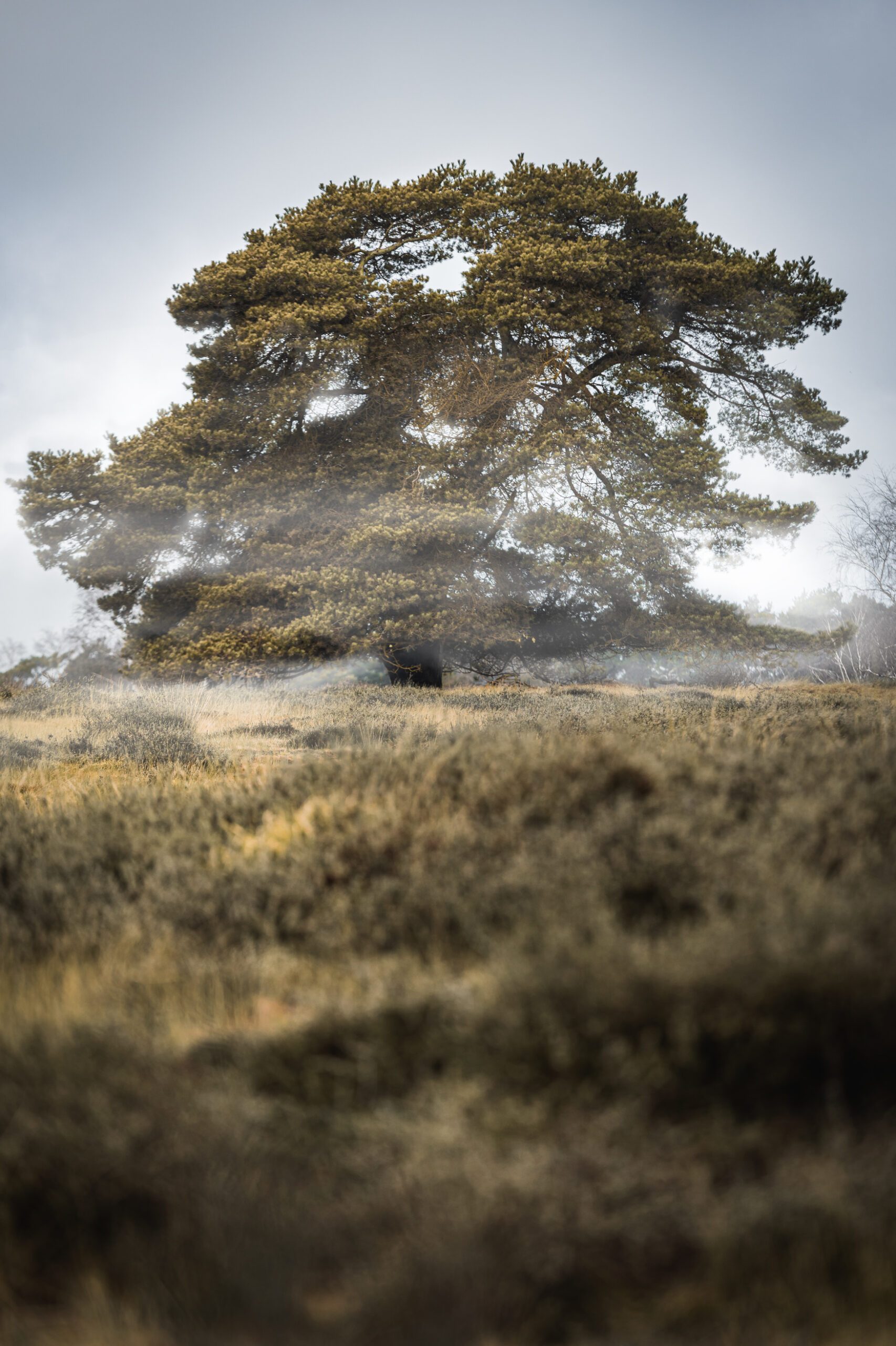 Baum mit künstlichem Nebel scaled