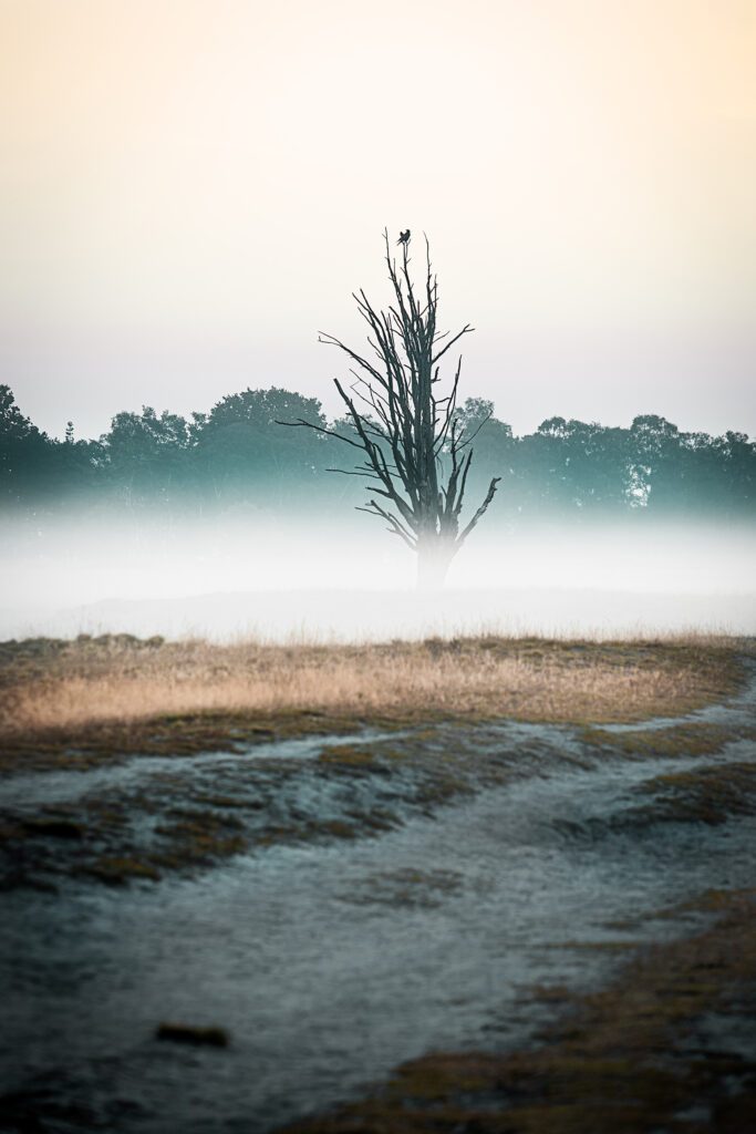 Ein Baum ohne Blätter wird von Nebel eingeschlossen